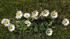 B-nimesmonteux11.JPG